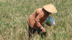 Des photos de l'Indonesie