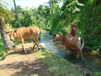 Des photos de l'Indonesie