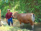Des photos de l'Indonesie
