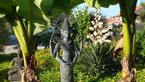 Photos de notre jardin