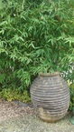 Photos de notre jardin