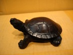 tortue
