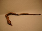 serpent avec du sable là dedans