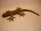 gecko avec du sable là dedans
