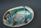 coquille abeloni