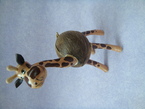 tirelire girafe