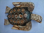 tortues de mer