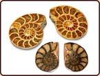 ammonites polis 